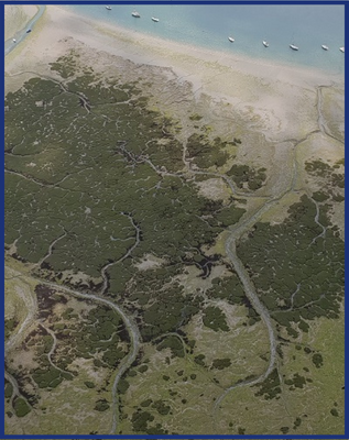 Saltmarsh at Northney